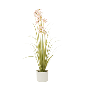 Allium En Pot Plastique Vert/Rose Clair Small