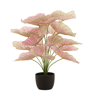 Caladium En Pot Plastique Clair Rose/Vert