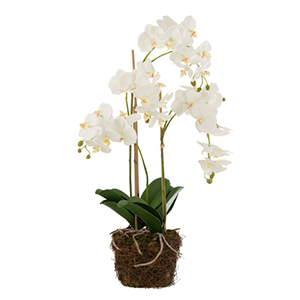 Orchidee En Terre Plastique Blanc/Vert Large