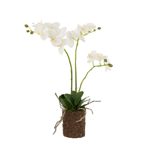 Orchidee En Terre Plastique Blanc/Vert Medium